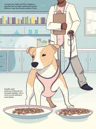 Animallusions was created out of our love for optical illusions and our wish to spread the enjoyment they bring. A Dog S View Of Optical Illusions The Scientist Magazine