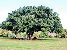 These plants may cause serious illness or death. Ficus Microcarpa Wikipedia