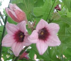 We did not find results for: Spring Blooms University Of Arizona Campus Arboretum