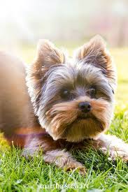 10 Dog Breeds That Look Like Puppies Even When They Re Fully Grown In 2020 Hypoallergenic Dog Breed Dog Breeds Pet Allergies