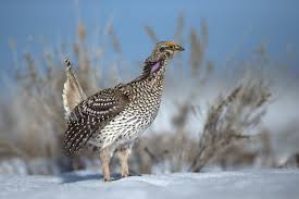 Image result for Fagopyrum snowdenii