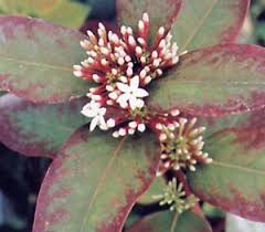 Image result for Acokanthera oblongifolia