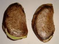 Image result for Mangifera