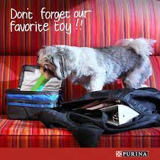 Ever Wish Your Dog Could Come With You To School Dog Cat Dogs Cat Food