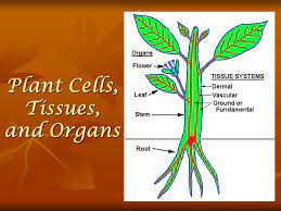 Learn more about tissues in this article. Plant Cells Tissues And Organs Ppt Download