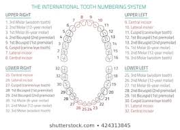 Tooth Numbering Chart Stock Illustrations Images Vectors