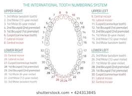 Teeth Numbers Wiring Diagrams