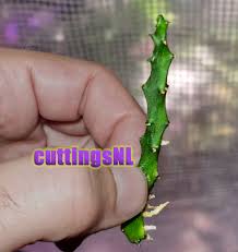 Image result for Ceropegia simplex