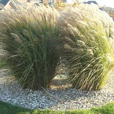 Pin By Bob Nova On Ornamental Grasses Ornamental Grass Landscape Tall Grass Landscaping Grasses Landscaping