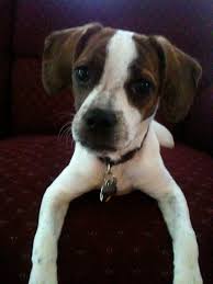 Adopt beagle dogs in california. Boxer Beagle Mix A K A Boggle Dog Breed Info Characteristics And Pictures Animalso