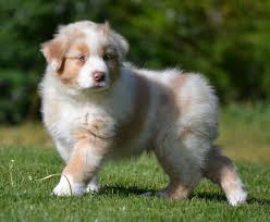 Si vous avez un berger australien rouge merle ou que vous désirez en adopter un, vous savez surement déjà que c'est une couleur de pelage particulièrement jolie et unique. Chiot Elevage Des Wani Yanpi Eleveur De Chiens Berger Australien