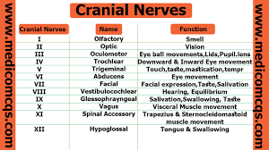 Cranial Nerves And Their Functions Easy Tricks To Remember