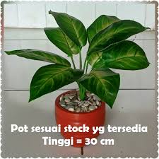 Tanaman hias plastik dilengkapi dengan pemberat pada bagian bawah tanaman, sehingga mudah ditata dan dibersihkan. Toko Online Twinsist Florist Official Lazada Co Id