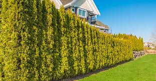 Cedar trees add to fire danger. What You Need To Know About Planting Cedars On Your Saanich Property
