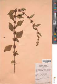 Image result for Triumfetta cordifolia