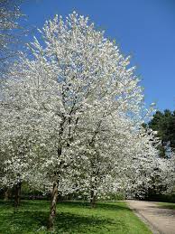 Merisiers Des Oiseaux Prunus Avium Et P Avium Plena Dans Le Bosquet Sud Entre Le Grand Canal Et La Plaine De Chatenay Natuurlijke Tuin Tuin Achtertuin