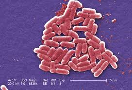 Coli bacteria help maintain the balance of normal intestinal flora (bacteria) against harmful bacteria and synthesize or produce some vitamins. E Coli Bacteria Britannica
