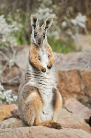 Australian Wildlife Conservancy Australian Native Animals Australian Animals Australian Wildlife