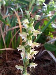 Image result for Goodyera