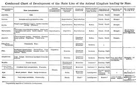 67 meticulous phylum comparison chart key