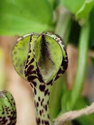 Image result for Ceropegia crassifolia