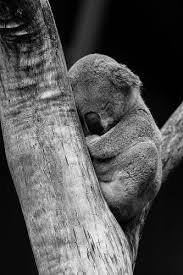 Baby Black And White Elephant Pictures Koala Black And White Elephant Black And White Animals Black And White Elephant Photography
