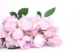 Cabbage roses and dahlias daisies and peonies hydrangeas and peonies. Fall In Love With The Peony Pink Rose The Smell Of Roses The Smell Of Roses