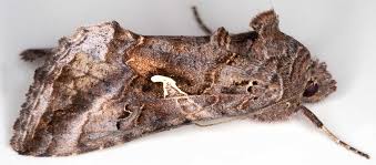 Image result for Autographa gamma