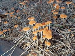 Image result for Marasmius siccus