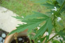 Image result for Leonurus japonicus