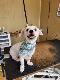 Can't say enough about this pet spa. A Birmingham Guide To Finding Your Local Dog Groomer