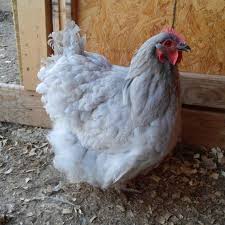 Farmers market quality at grocery store prices. Salmon Faverolles