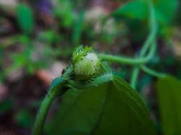 Image result for Tragia shirensis