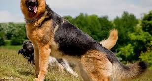صور كلب جيرمن شبرد الراعي الالماني موقع صور يومصر German Shepherd Dogs Shepherd Dog Breeds Shepherd Dog