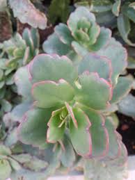 Image result for Kalanchoe lateritia