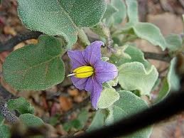 Image result for Schizocarphus nervosus