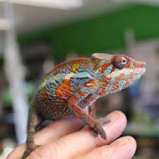 Panther Chameleon Care Sheet Evolution Reptiles