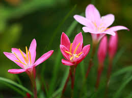 Orchids are tropical flowers, of which there are now over 35,000 different species, ranging from those with petals no more than one toad lilies grow in shade and boggy soil and don't look anything like a toad or lily but they do look like orchids. How To Grow And Care For Rain Lilies