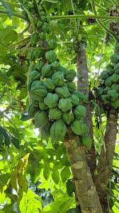 Image result for Vasconcellea pubescens