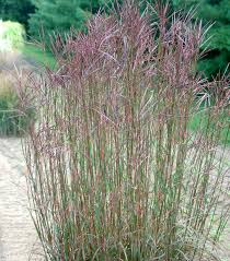 Image result for Andropogon
