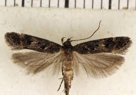 Image result for Chionodes continuellus