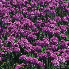 Image result for Verbena rigida
