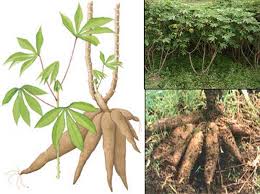 Hasil gambar untuk singkong