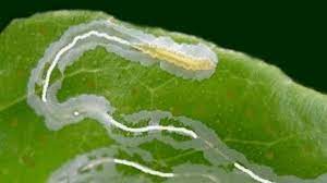 Once dissolved, an sp becomes an invisible solution that can be applied to approved surfaces without constant agitation. 13 Common Pests Of Leafy Vegetables Photos Prevention And Control Dengarden