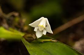 Image result for Polystachya virginea