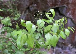 Image result for Strychnos lucens