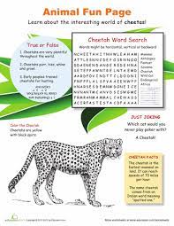 Run With The Cheetahs Worksheet Education Com Cheetahs Cool Pets Mammals