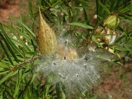 Image result for Gomphocarpus fruticosus