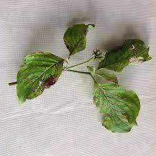 We did not find results for: Spot Anthracnose Can Kill Dogwood Trees Belleville News Democrat