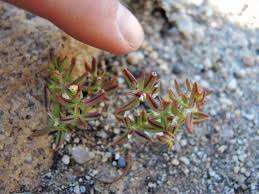 Image result for Crassula maputensis